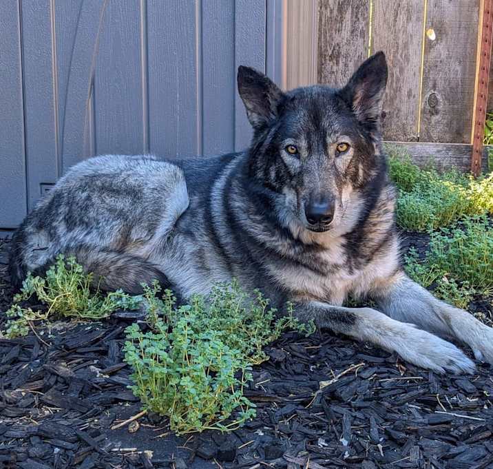 Photo of Casey