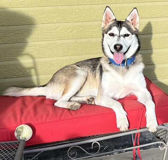 Photo of Petunia aka Sitka