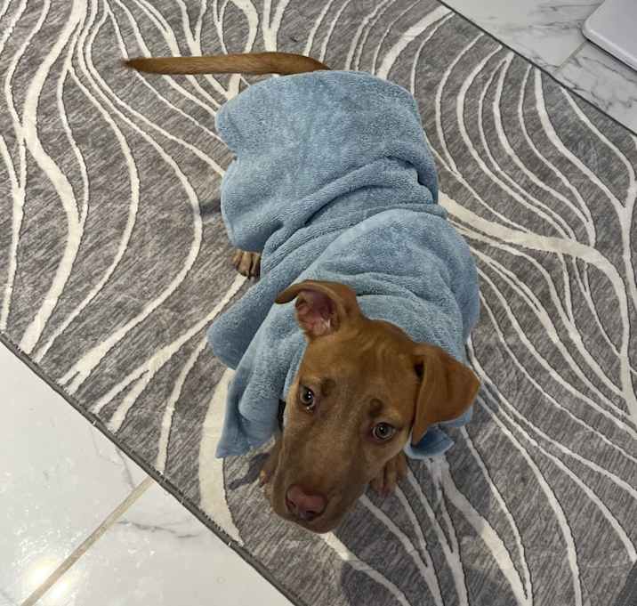 Photo of Nala