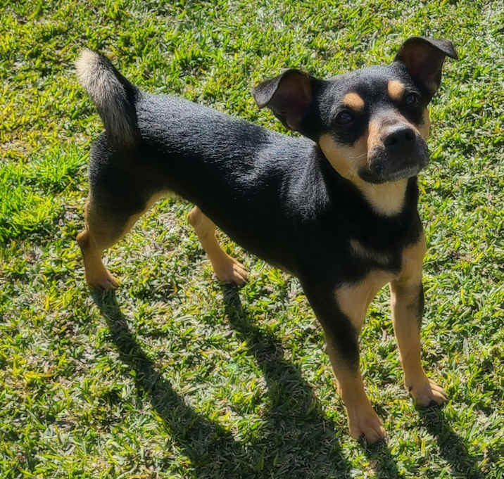 Photo of TOBY