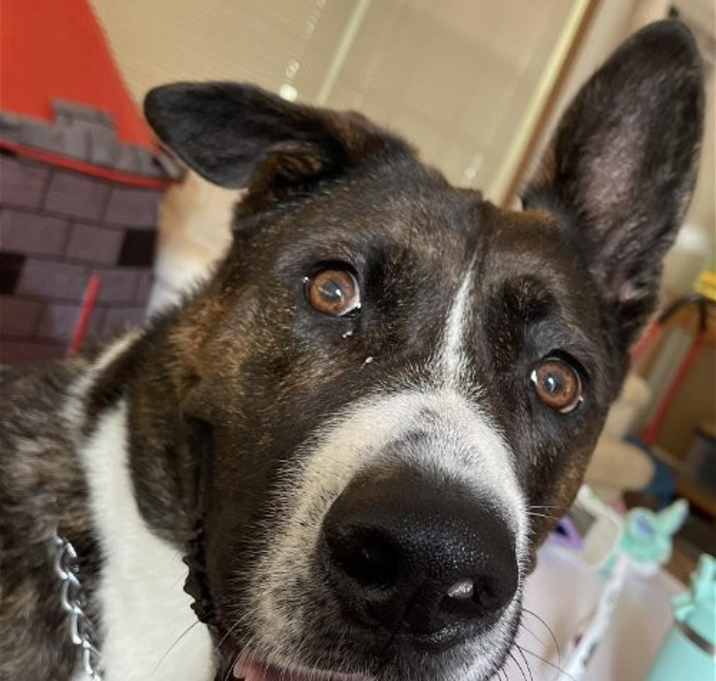Photo of Samson