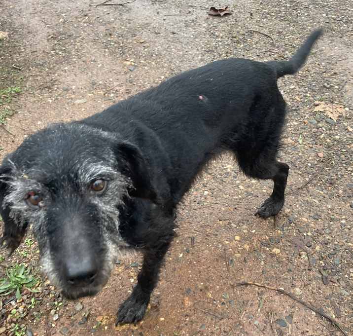 Photo of Molly (sweet senior)