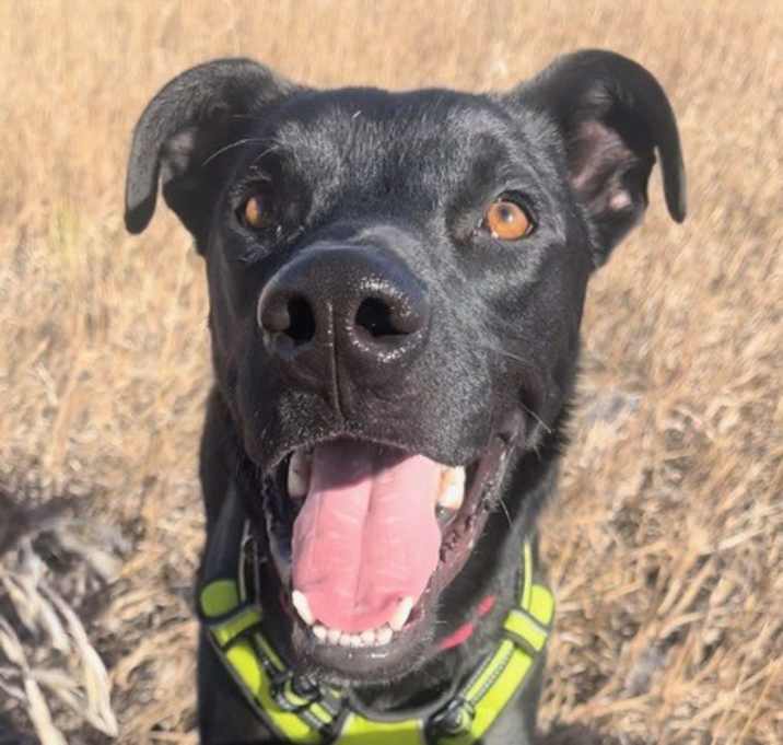 Photo of Loki