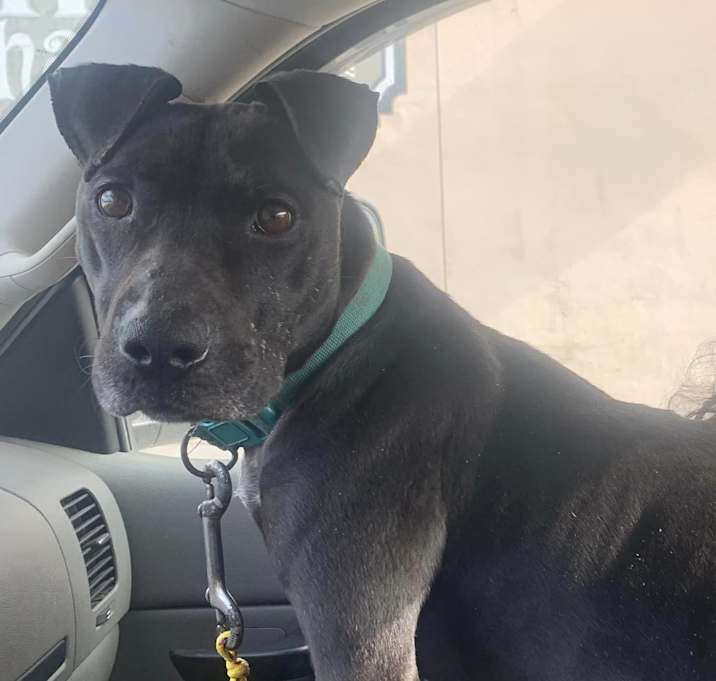 Photo of Midnight