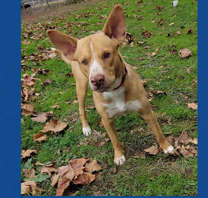 Photo of Dodger