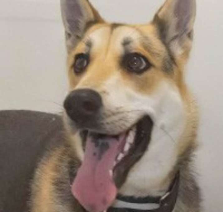 Photo of Spyro