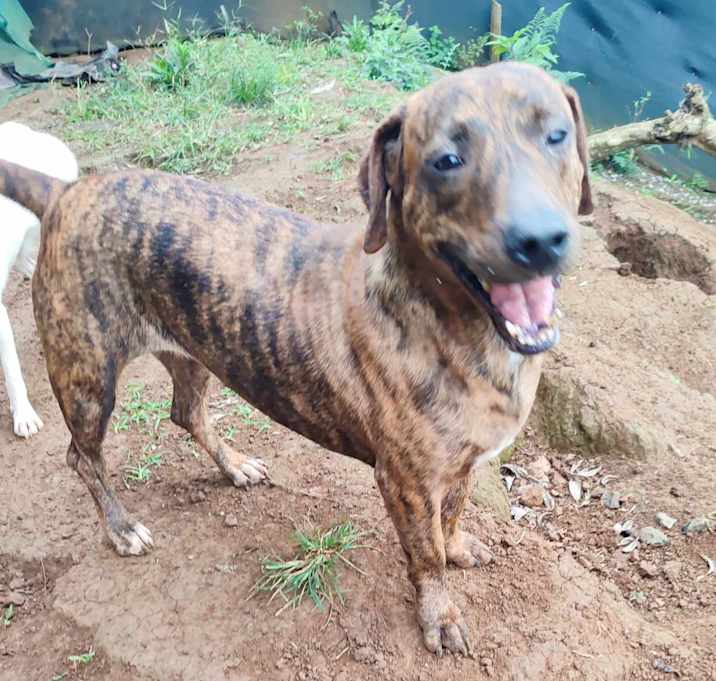 Photo of Canela