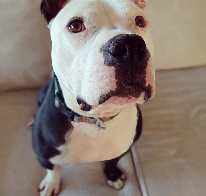 Buddy Photo #3