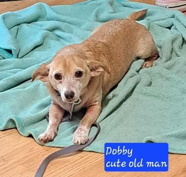Photo of Dobby
