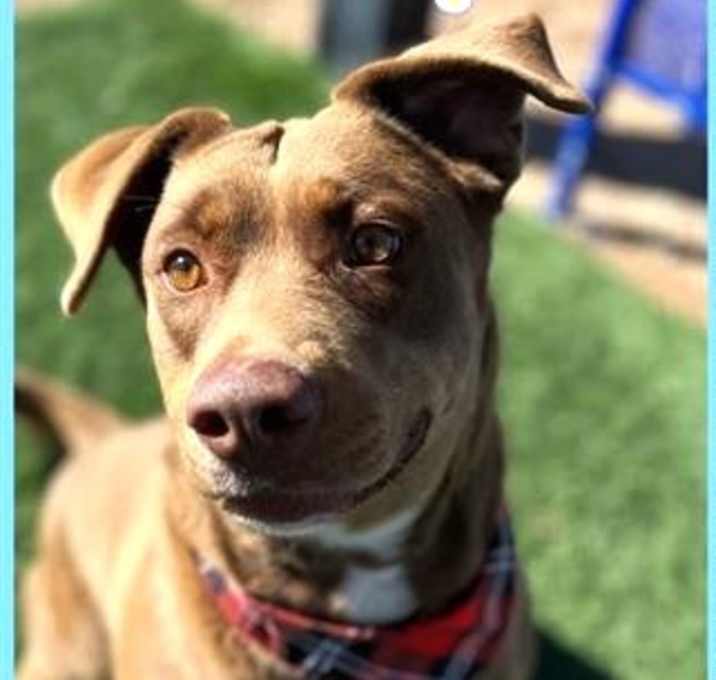 Photo of Buttercup