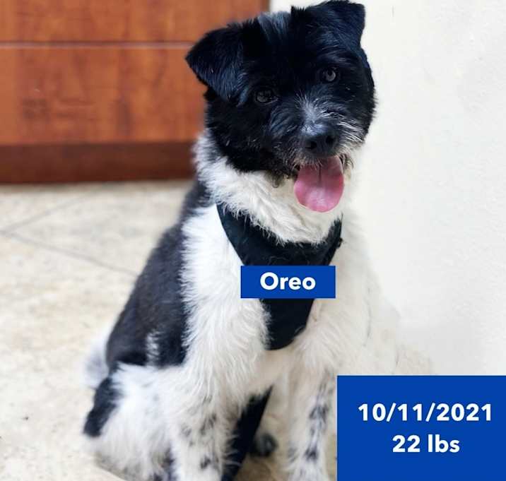 Photo of Oreo