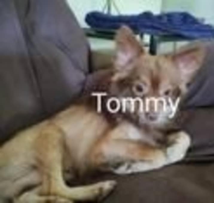 Photo of Tommy