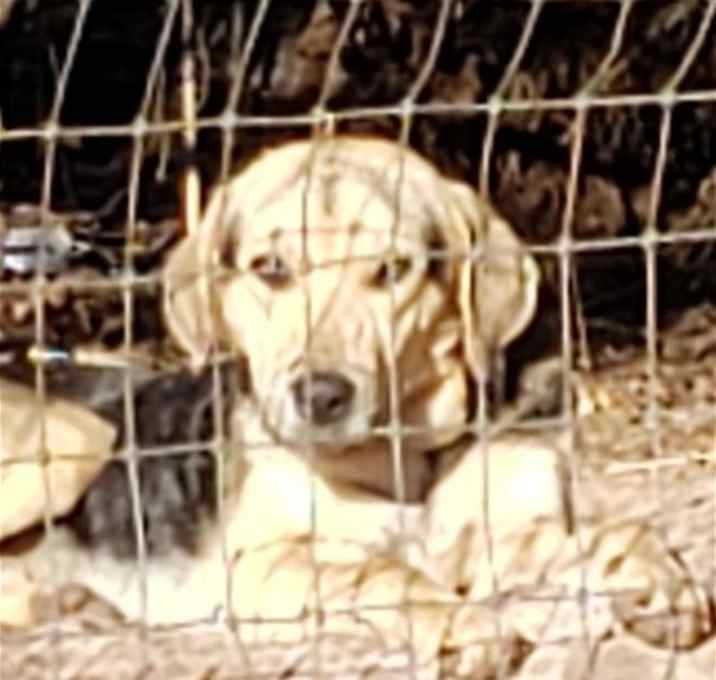 Photo of Puppy Charlie C.