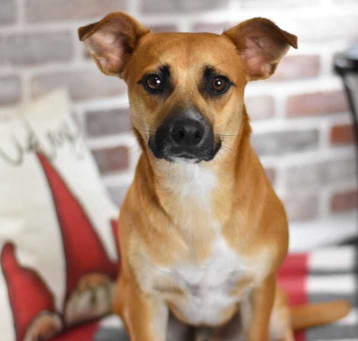 Photo of Fred (Flintstone Litter)