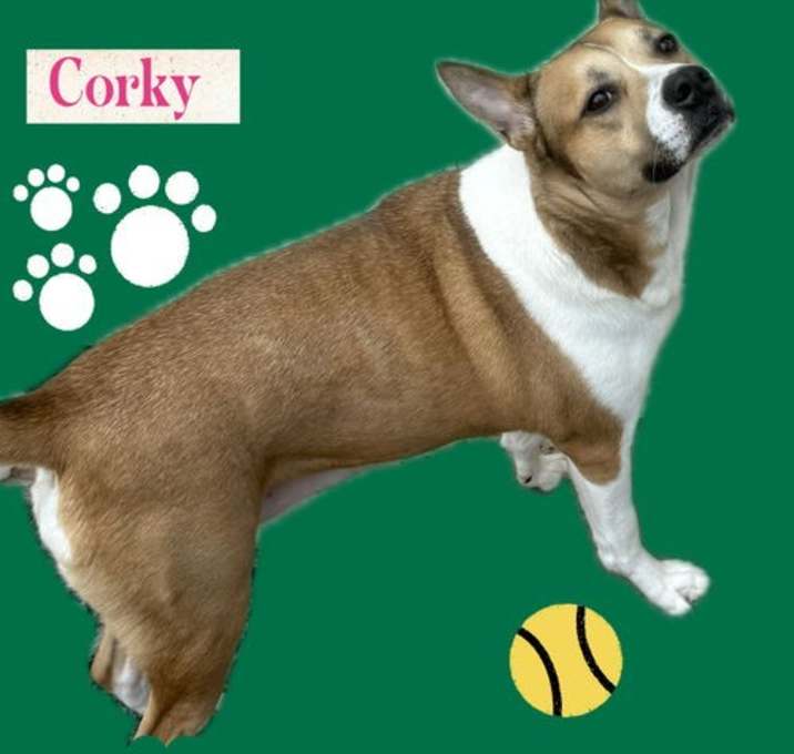 Photo of Corky