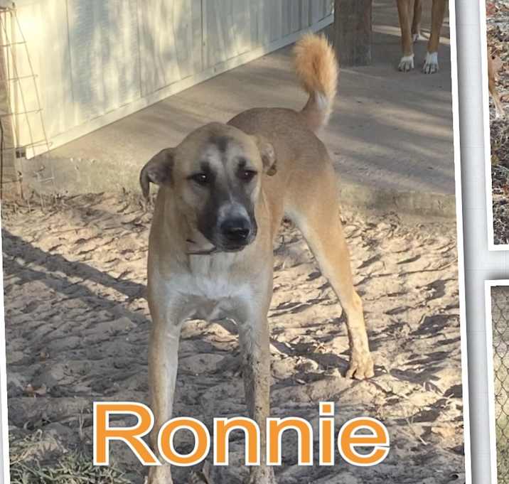 Photo of Ronnie