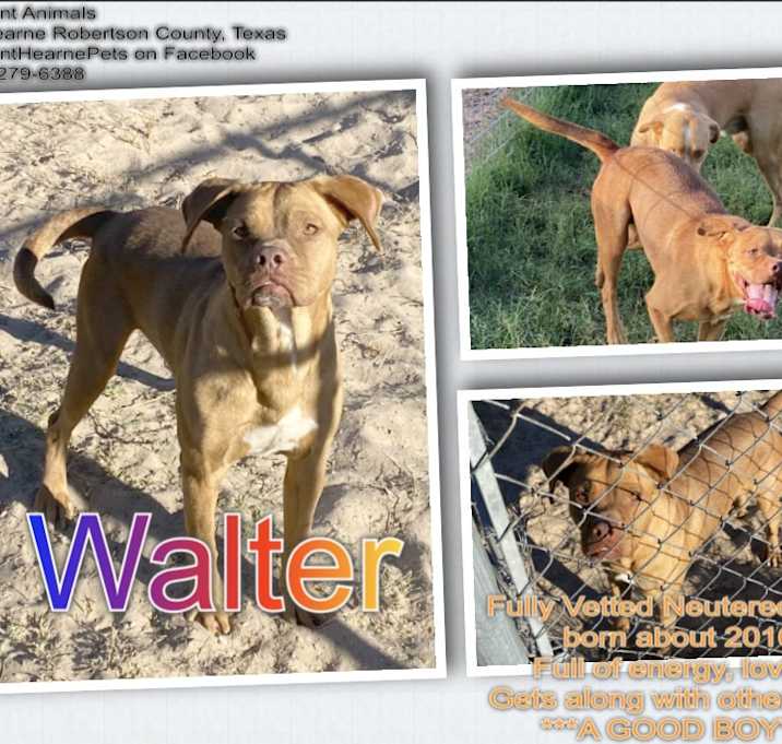 Photo of Walter