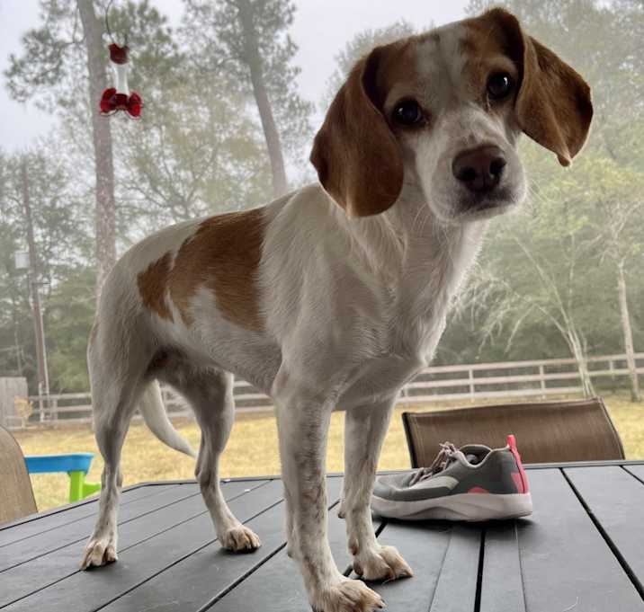Photo of Ruby
