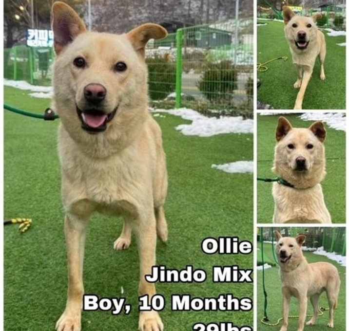 Photo of Ollie from Korea