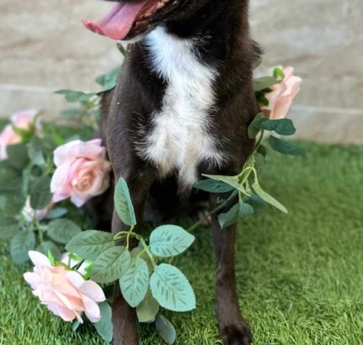 Photo of Lulu