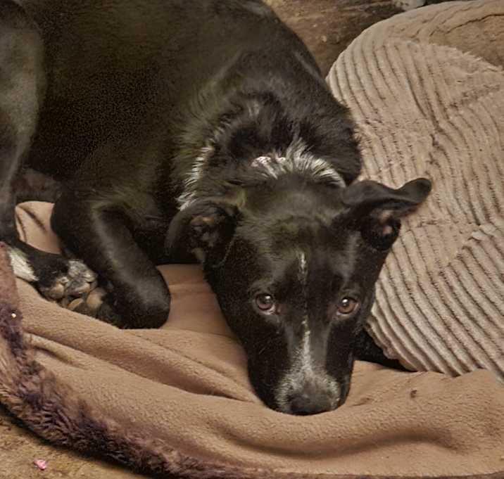 Photo of Emmy (Ember)