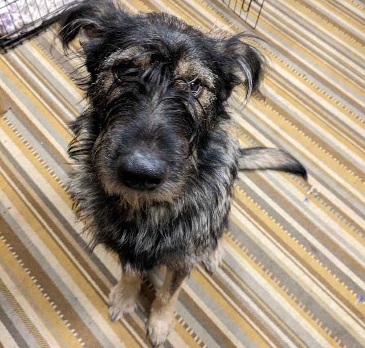 Photo of Rex