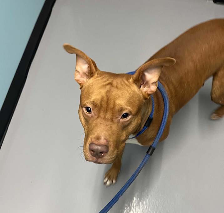 Photo of Simba