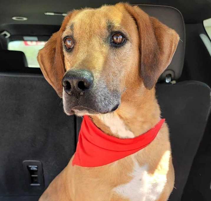 Photo of Beau