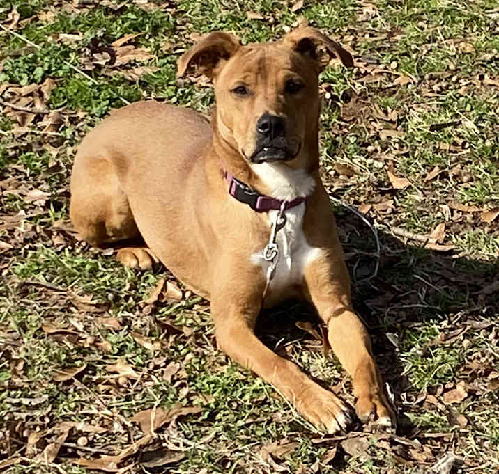 Photo of Brownie - Courtesy Post