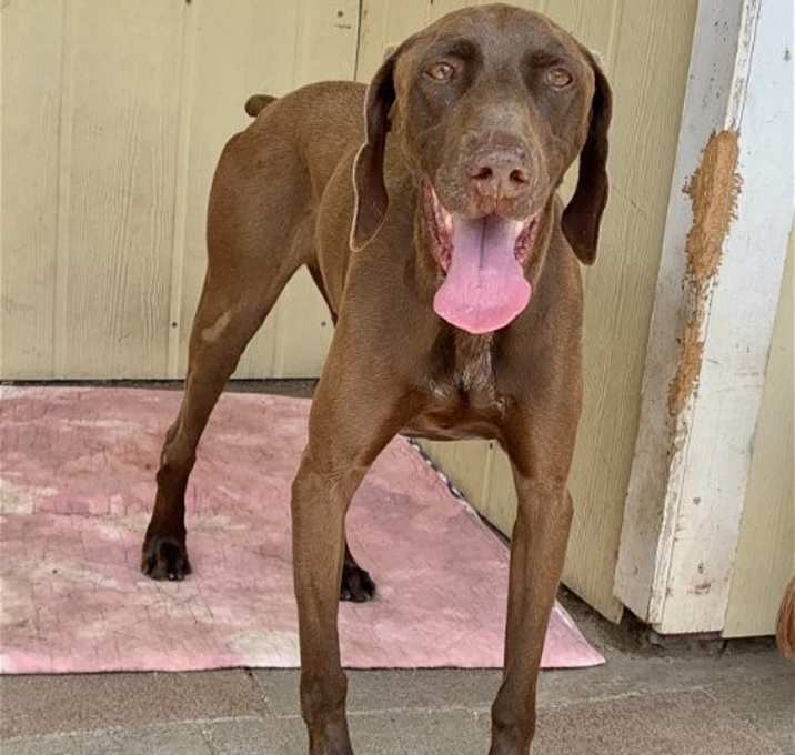 Photo of Bruno