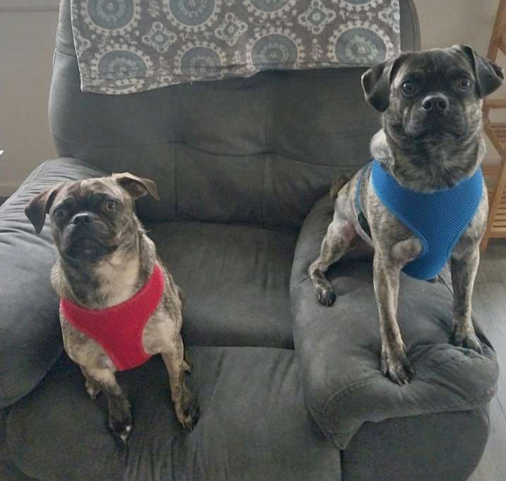 Photo of Baxter/chloe
