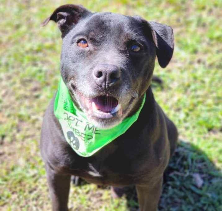 Photo of Cosmo