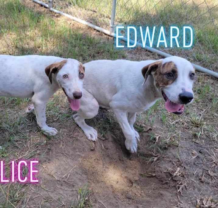 Photo of Edward
