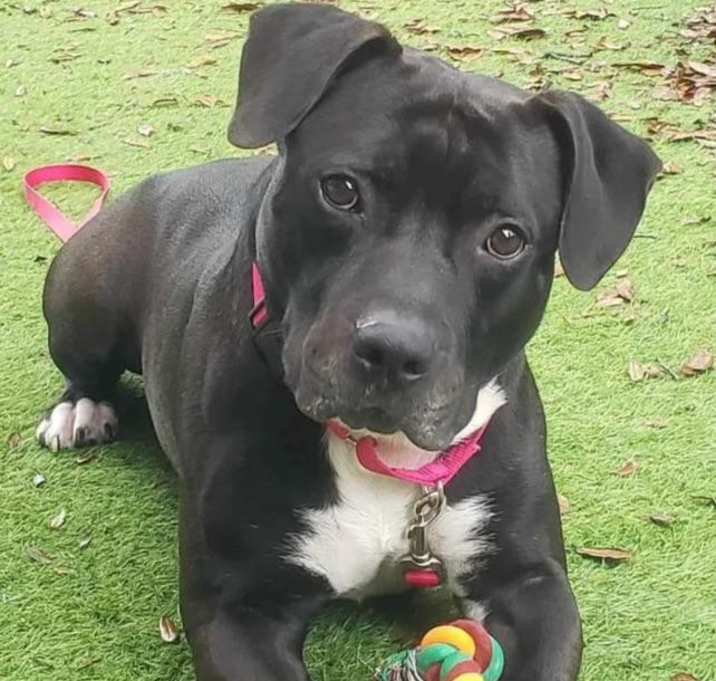 Photo of Brisco
