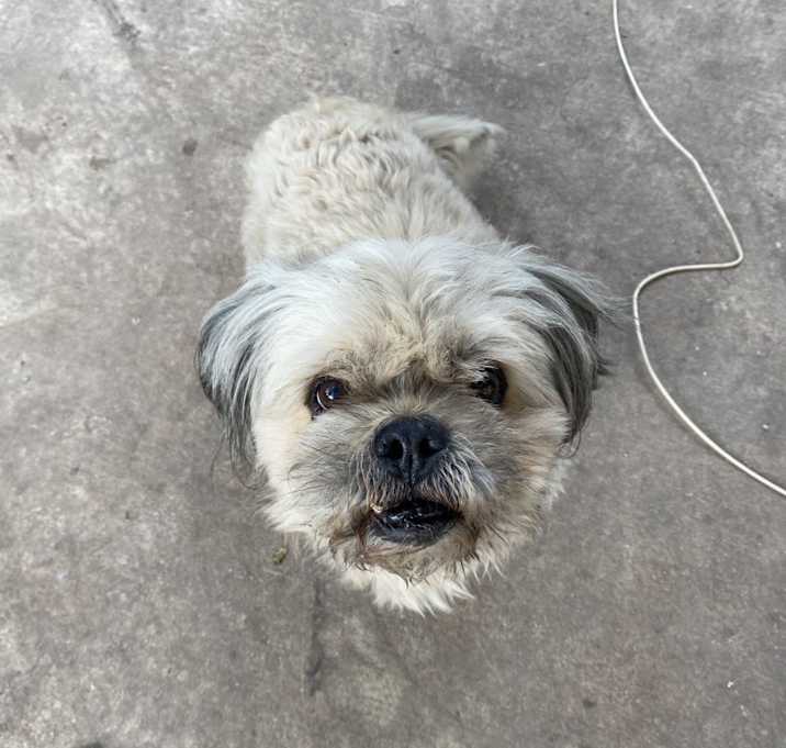 Photo of Chewy