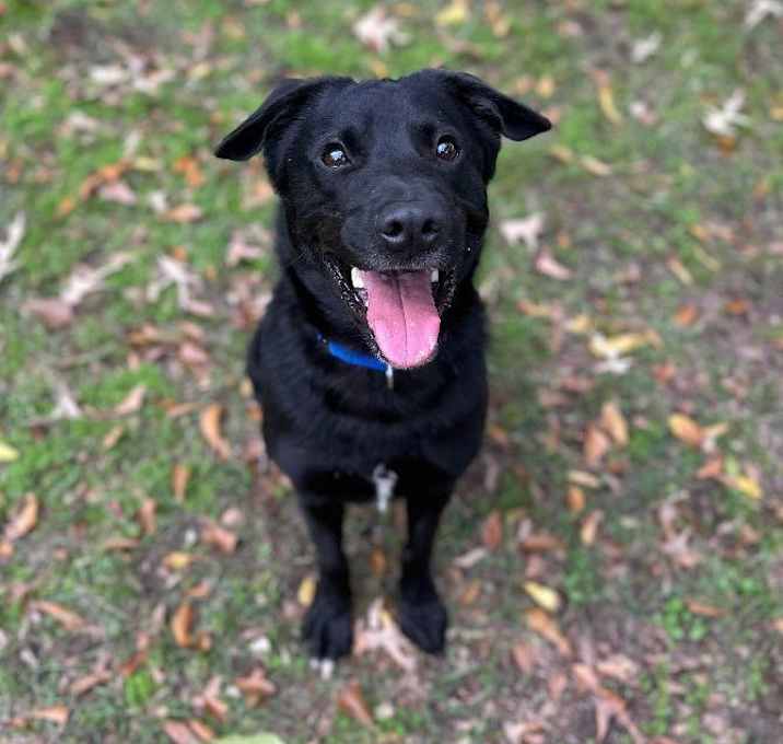 Photo of Bojack