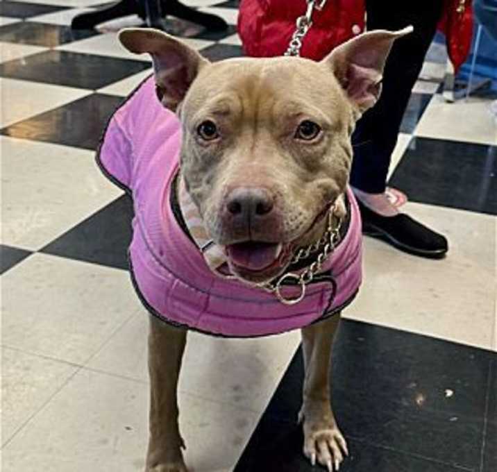 Photo of Chai