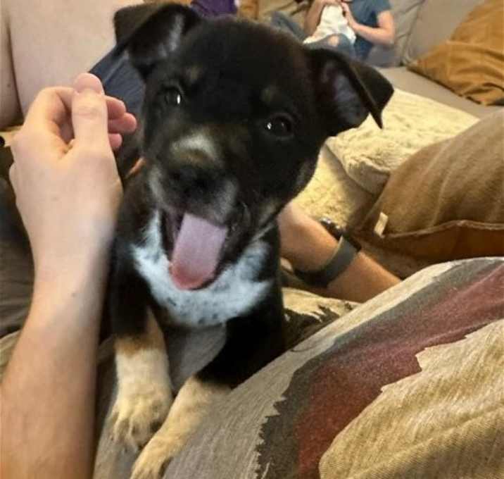 Photo of Otis