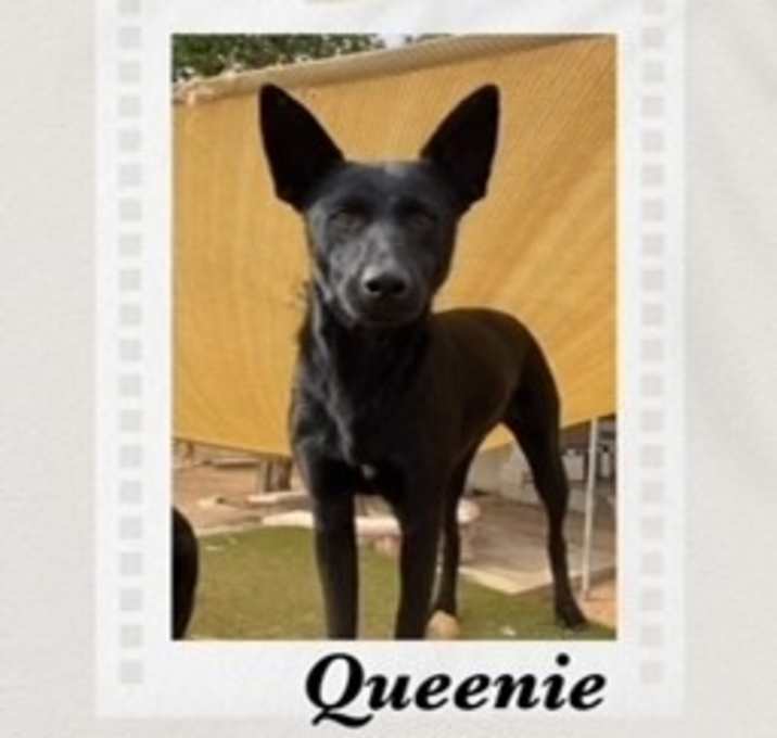 Photo of Queenie