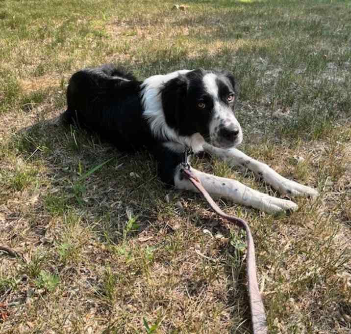Photo of Oscar