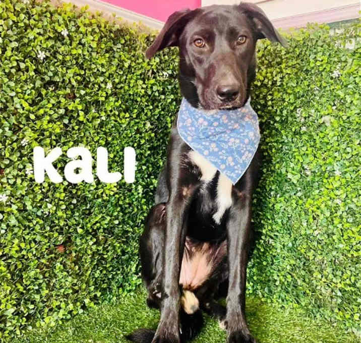Photo of Kali