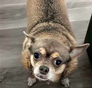 Photo of Belle Bear [bonded to Midget]
