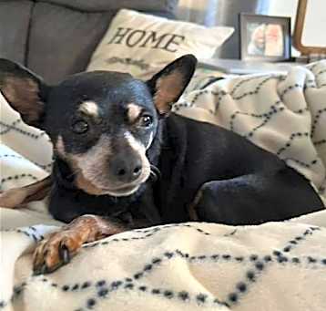 Photo of Midget [bonded to Belle Bear]