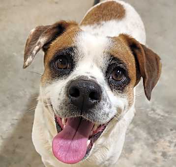 Photo of Buddy