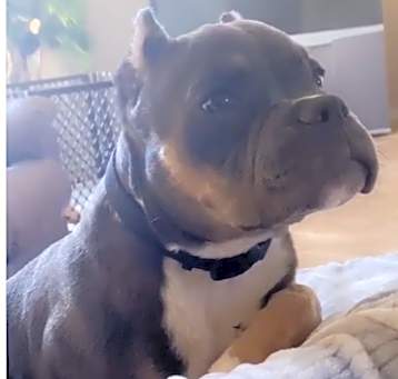 Photo of Tyson