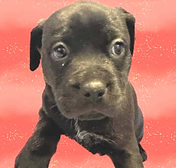Photo of Neo