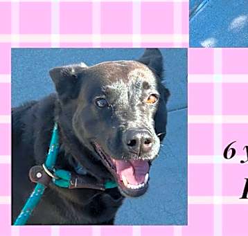Photo of STAR - 6 YEAR LAB MIX