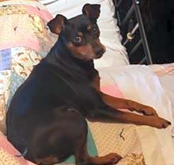 Photo of COOKIE-Special Needs