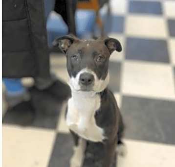Photo of Ollie