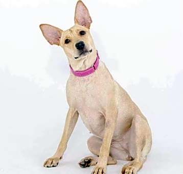 Photo of Fenty (Taiwan FMD Mix)